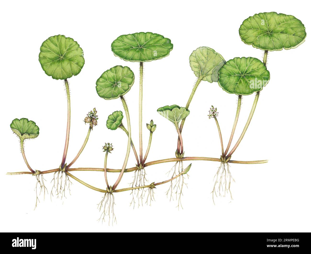 Marsh pennywort (Hydrocotyle vulgaris), illustration Stock Photo - Alamy