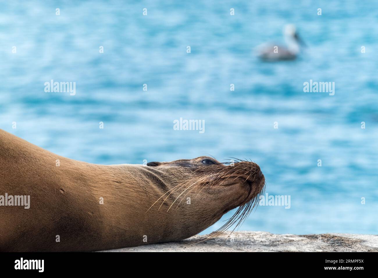 Lion Bathing Some sea lions resting and sun bathing on the main pier at Floreana ...