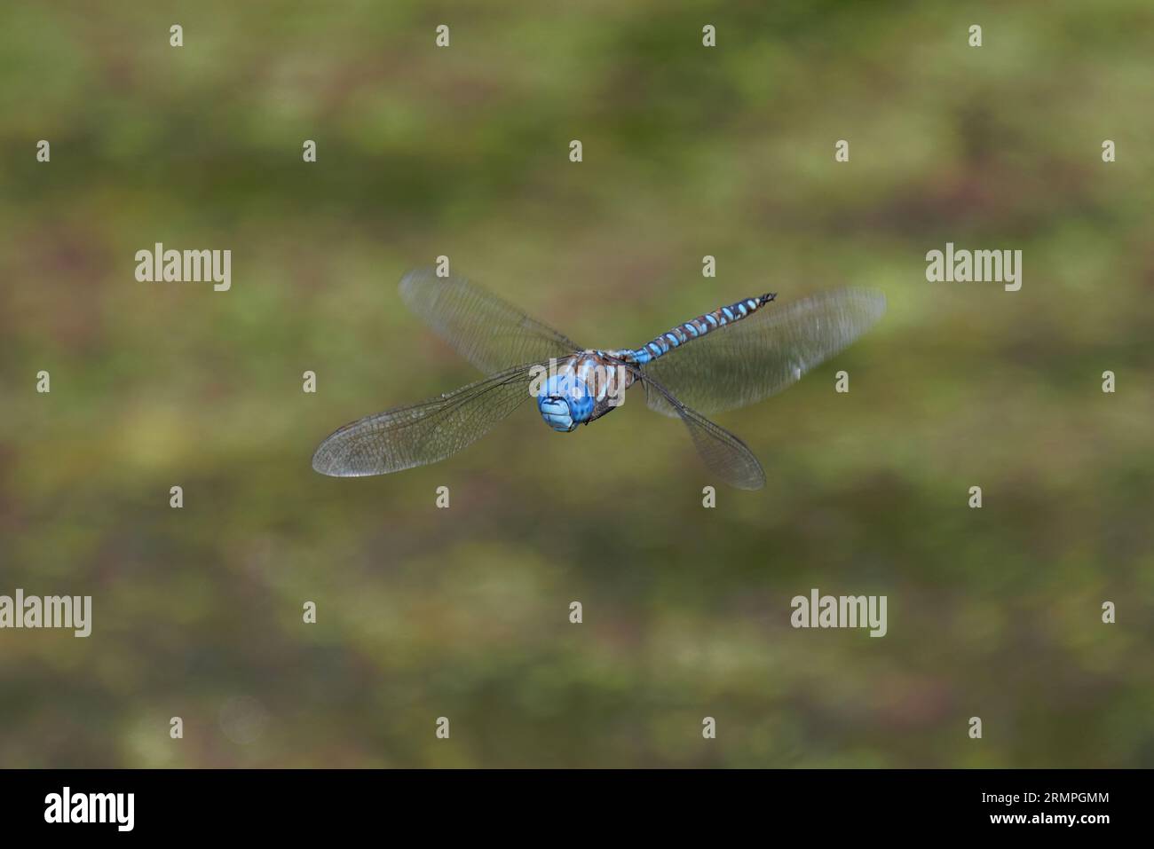 Blue eyed Darner  dragonfly at Vancouver BC Canada Stock Photo