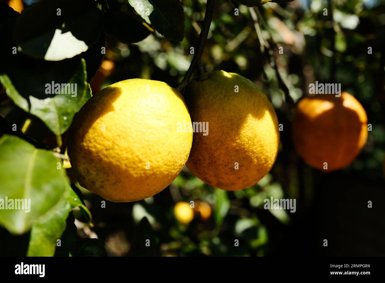 Lemons hanging from a tree Stock Photo