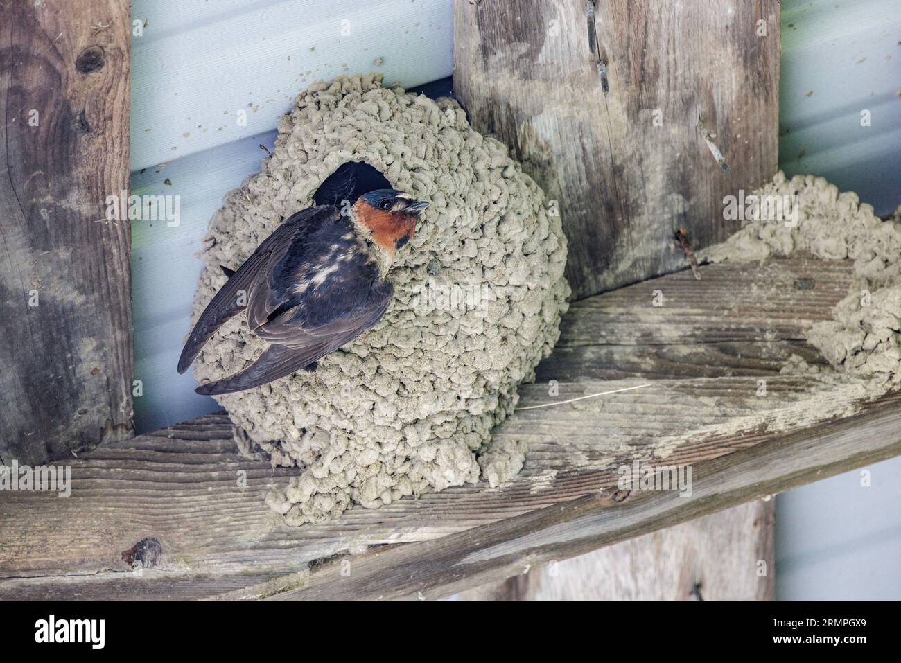 Cliff Swallows nest bird at Vancouver BC Canada Stock Photo Alamy