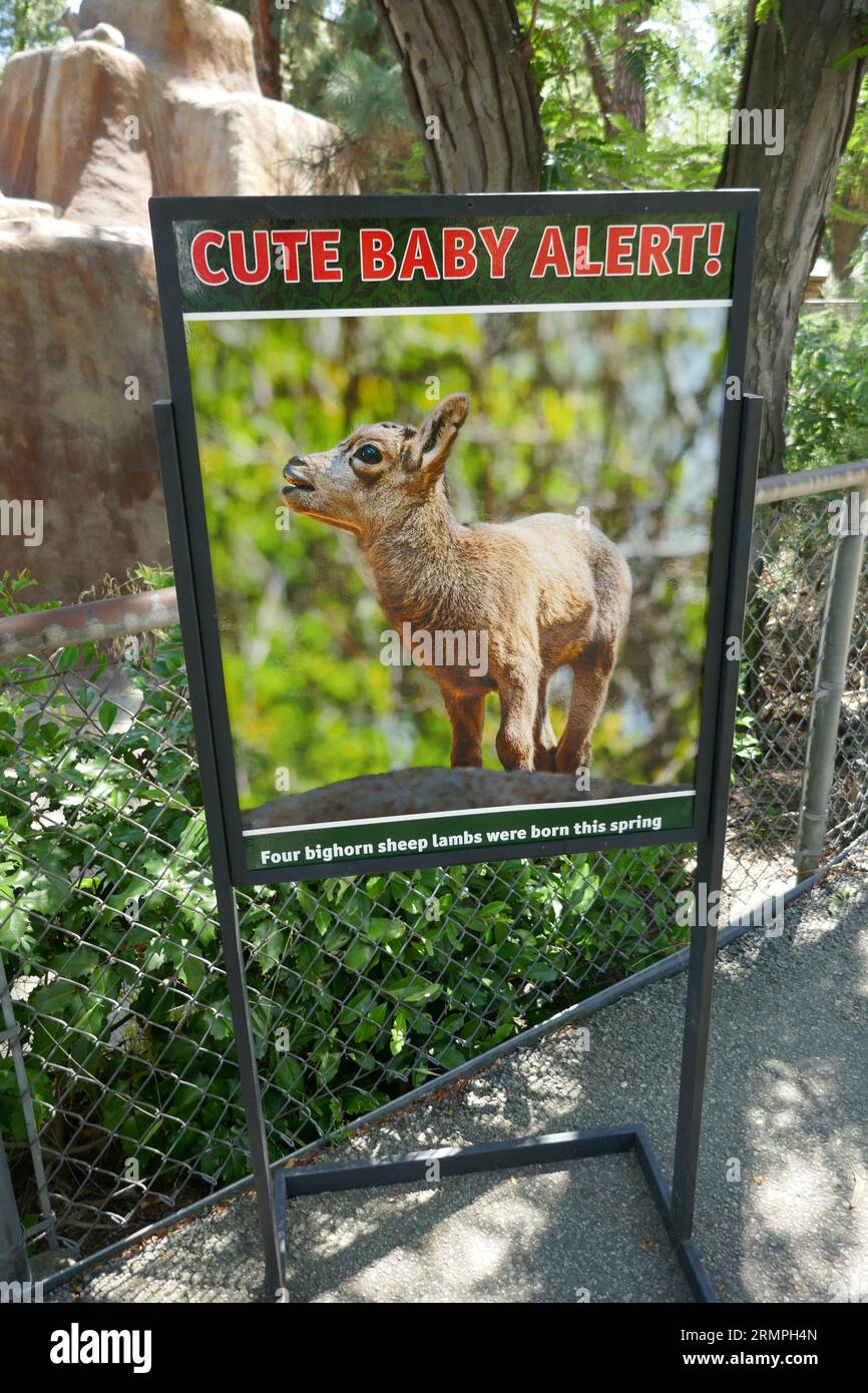 Baby desert bighorn hi-res stock photography and images - Alamy