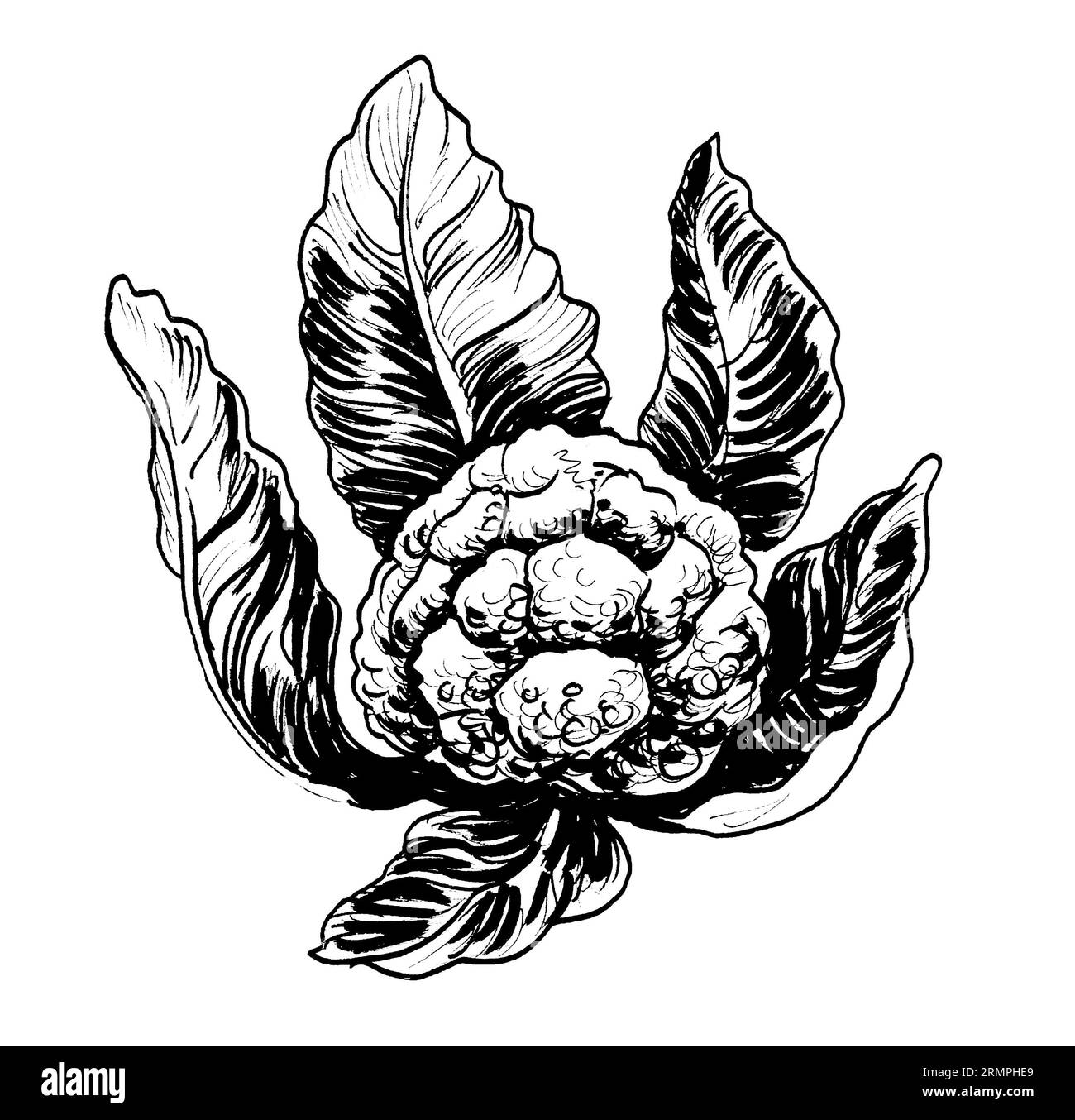 Cabbage head. Retro styled ink black and white drawing Stock Photo Alamy