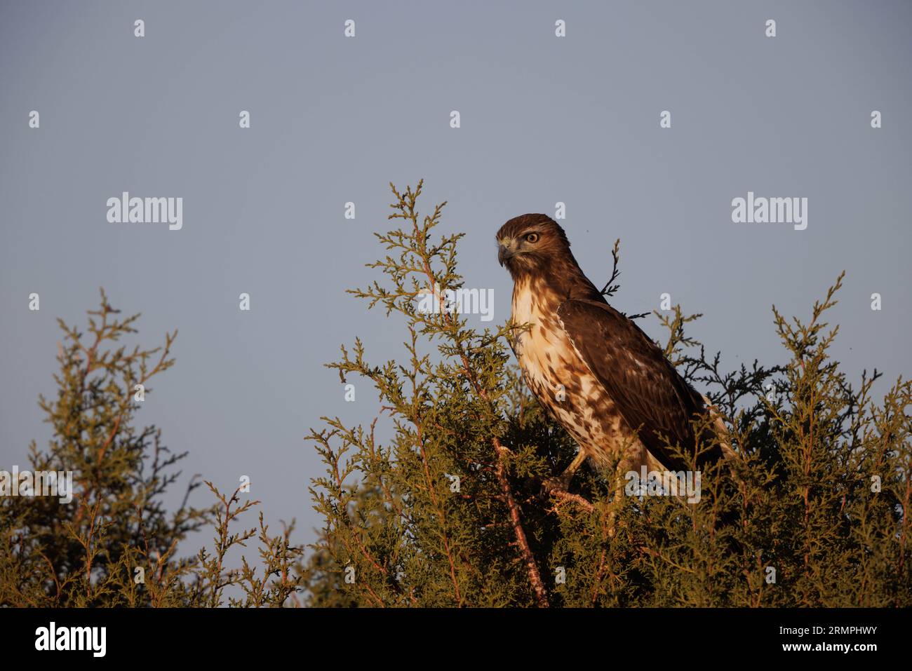 Red-tailed Hawk, Socorro county, New Mexico, USA. Stock Photo