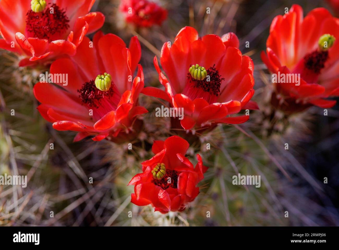 Hedgehog Cactus (Echnocereus sp.), Chupadera Mountains, Socorro county, New Mexico, USA. Stock Photo
