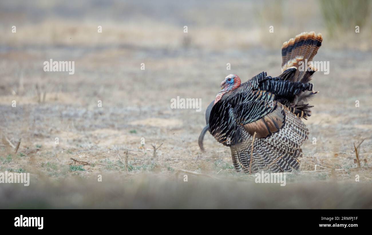 Rio Grande Wild Turkey, Bosque del Apache National Wildlife Refuge, New Mexico, USA. Stock Photo