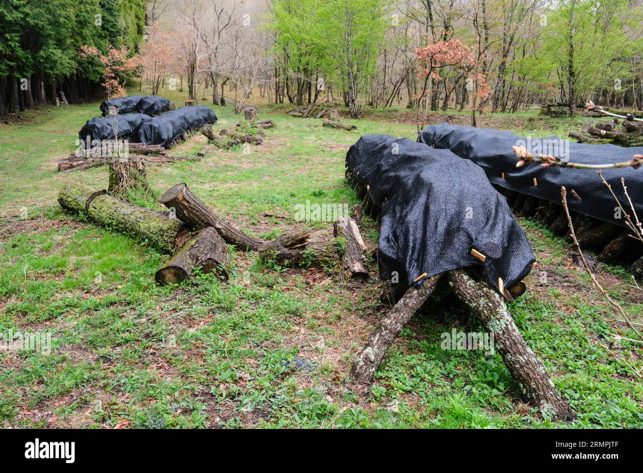 Japan, Kyushu. Shiitake Mushroom Farm in the Forest. Mushrooms will