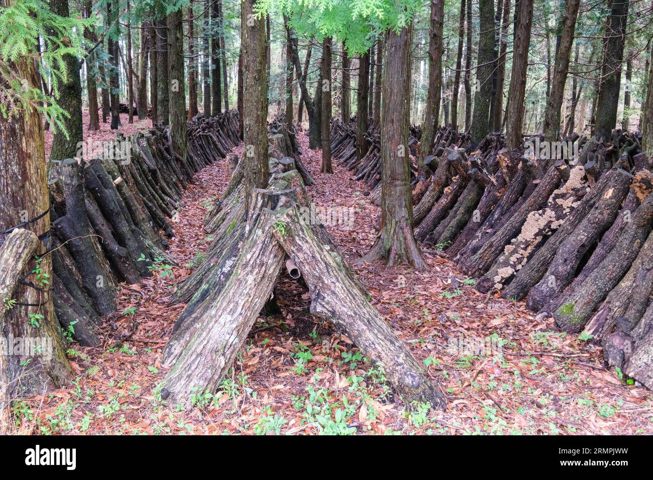 Japan, Kyushu. Shiitake Mushroom Farm in the Forest. Mushroom spores
