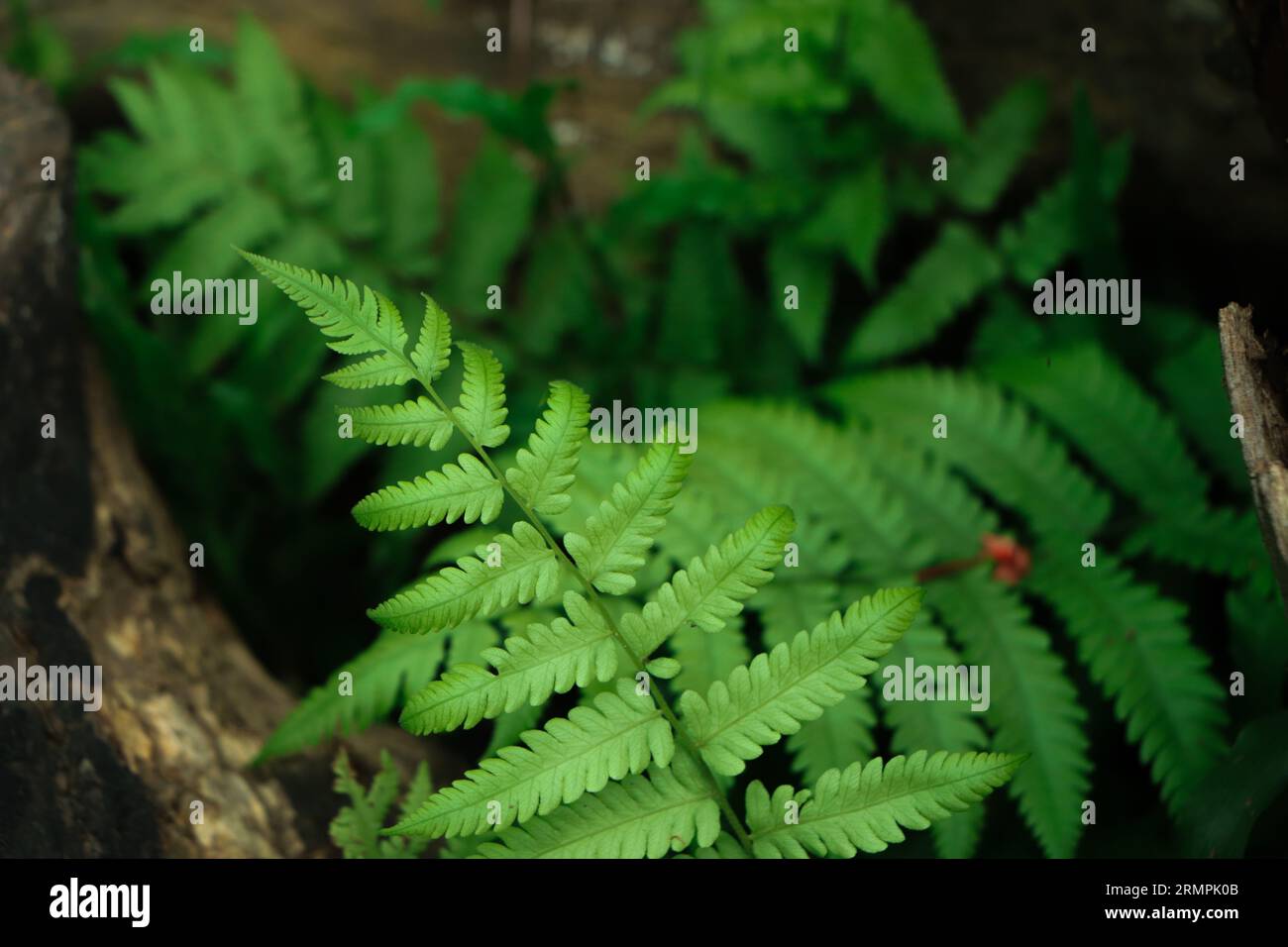 A fern in rain forest Stock Photo