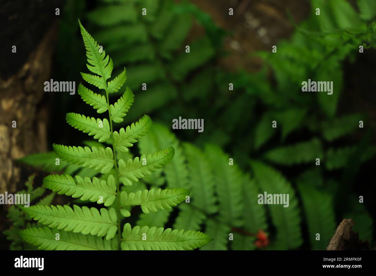 Closeup of fern leaf in forest Stock Photo
