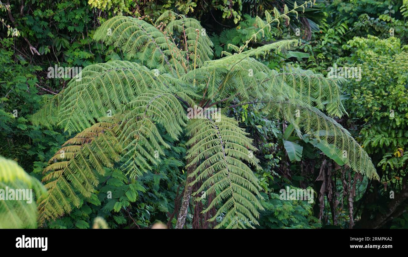 Cibotium barometz (polypodium barometz, barometz, golden chicken fern