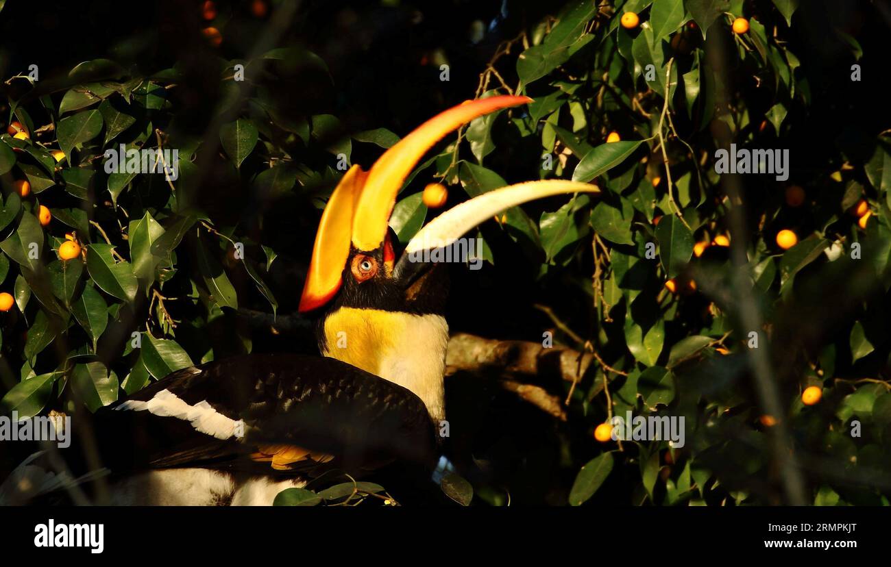 A great Indian Hornbill siting on a tree branch with its beak open and