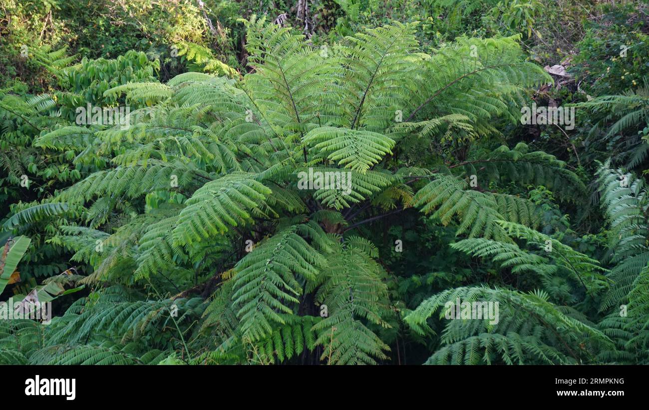 Cibotium barometz (polypodium barometz, barometz, golden chicken fern