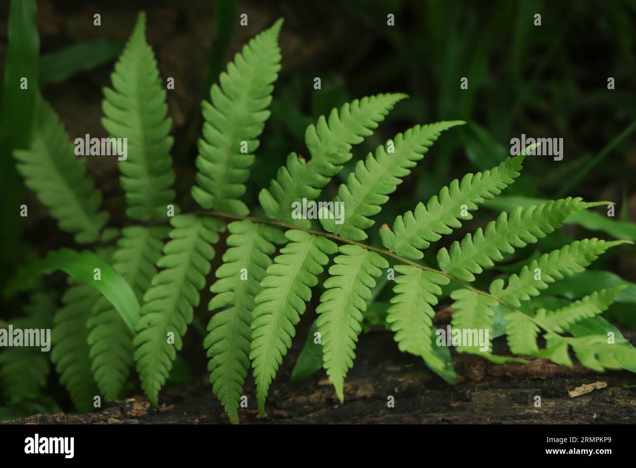 fern texture closeup in forest Stock Photo