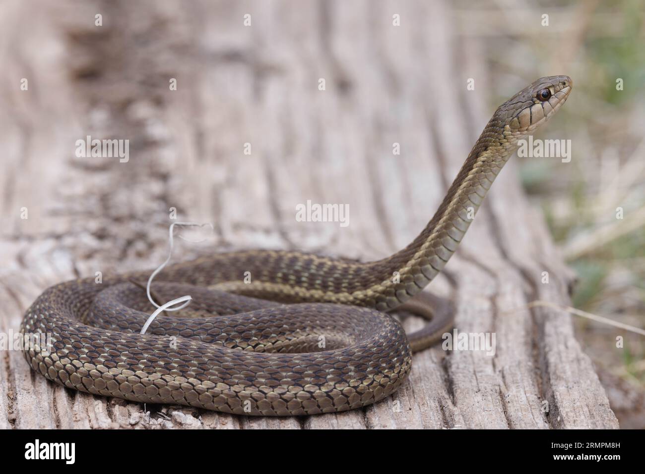 Wandering Garter Snake, Rio Bonito, Lincoln county, New Mexico, USA. Stock Photo