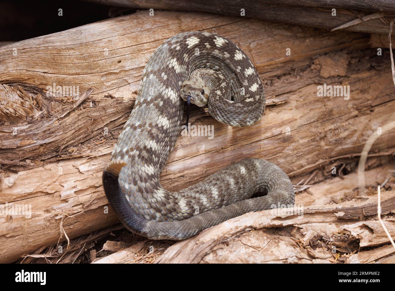 Eastern Black-tailed Rattlesnake, New Mexico, USA. Stock Photo
