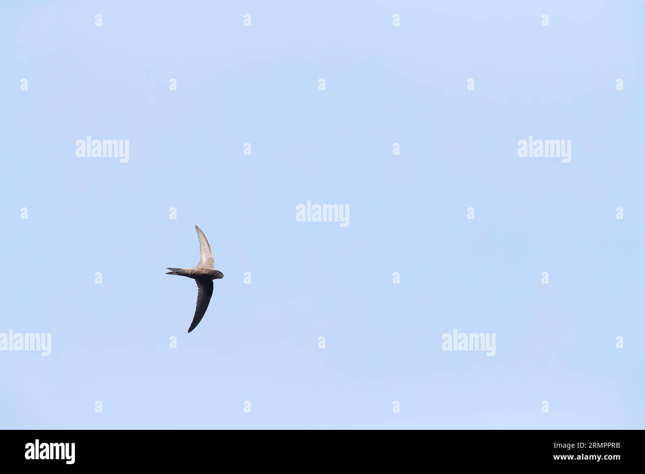 Plain Swift (Apus unicolor) in flight on island of Madeira. Stock Photo