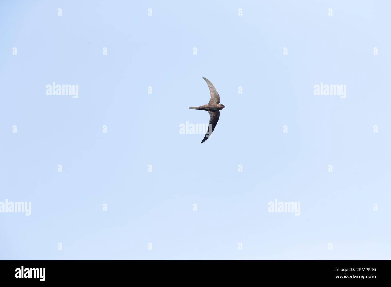 Plain Swift (Apus unicolor) in flight on island of Madeira. Stock Photo