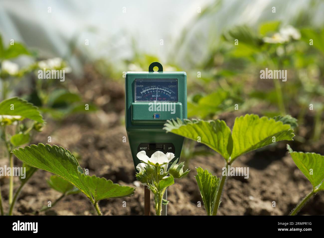 Soil moisture, light intensity and PH testing meter among the blooming