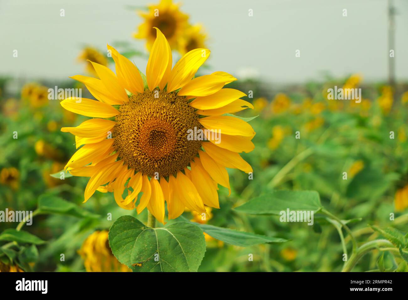 Sunflower field landscape close hi-res stock photography and images - Alamy