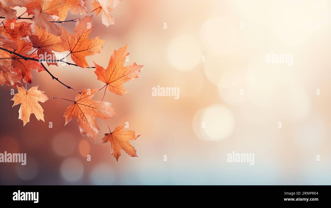 Autumn maple leaves falling under the blue sky Stock Photo - Alamy