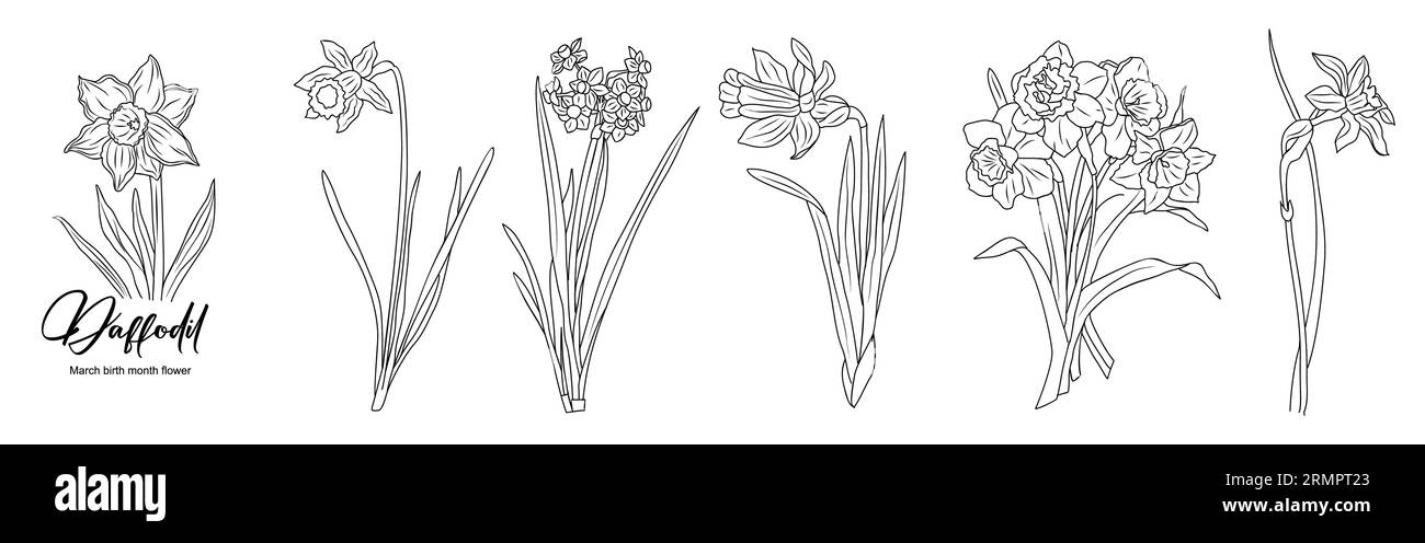 Set of Daffodil line art drawings vector isolated. Stock Vector
