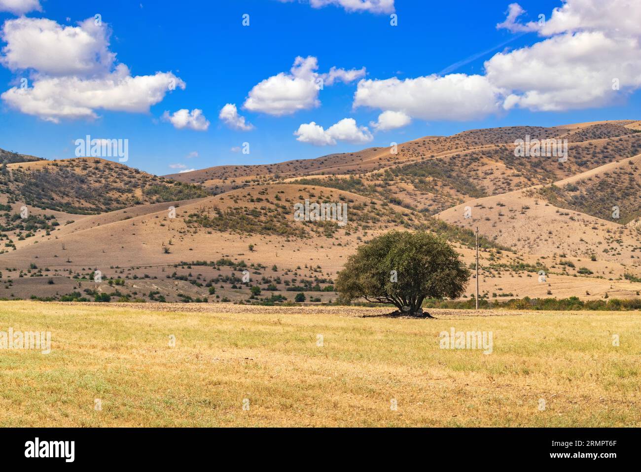 Alone tree hi-res stock photography and images - Alamy
