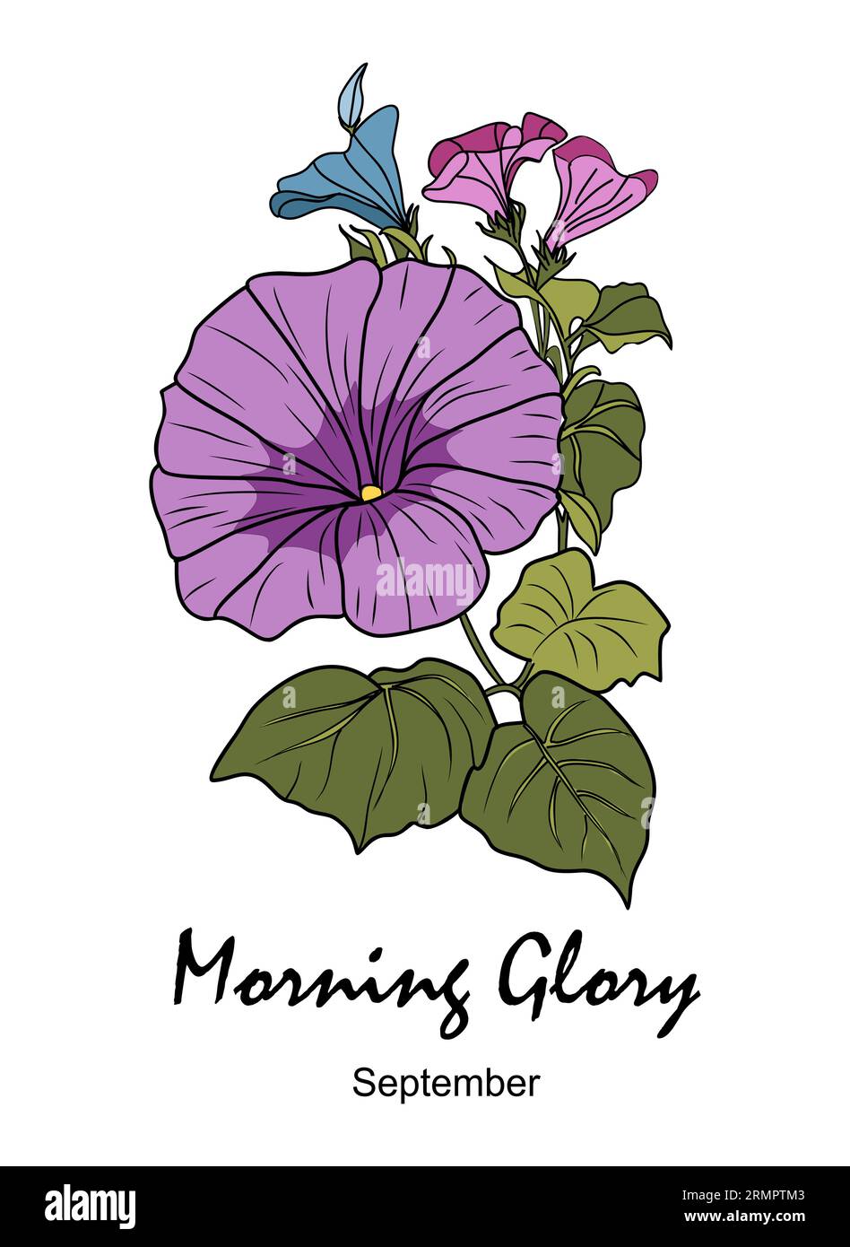 September morning glory
