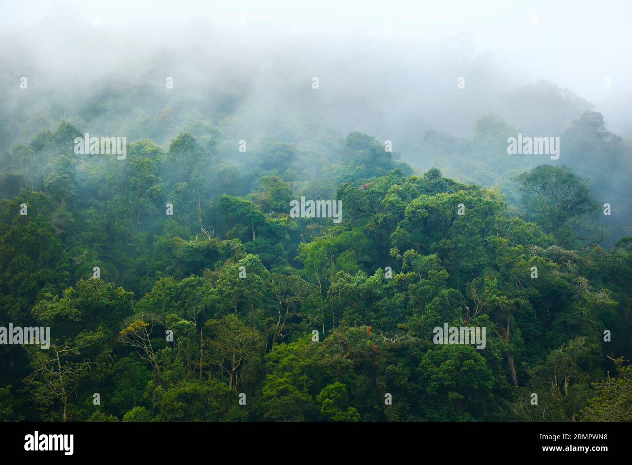 morning mist in the rainforest of Malaysia near Cameron highlands Stock ...