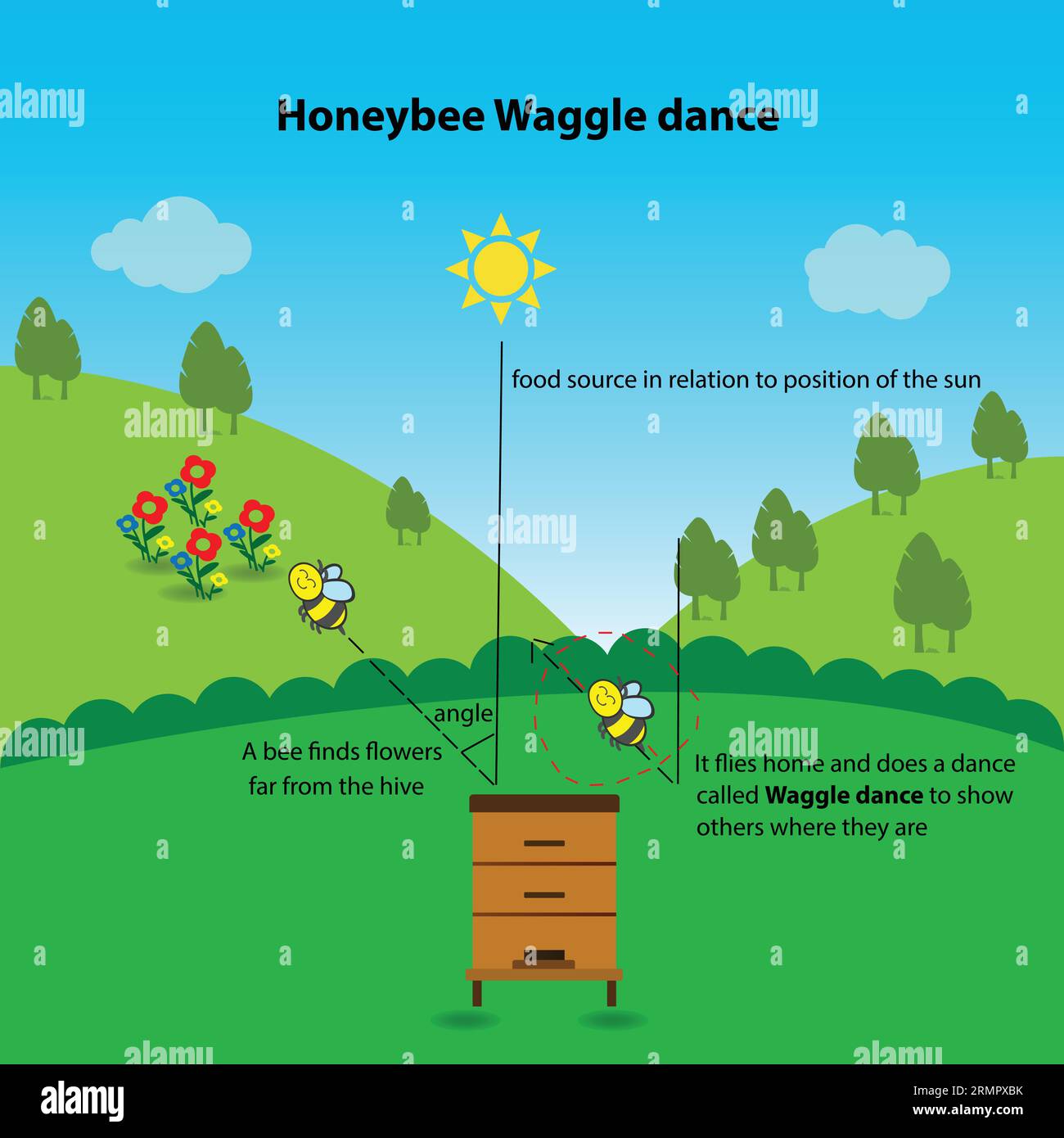 Honeybee waggle dance, educational worksheet Stock Vector