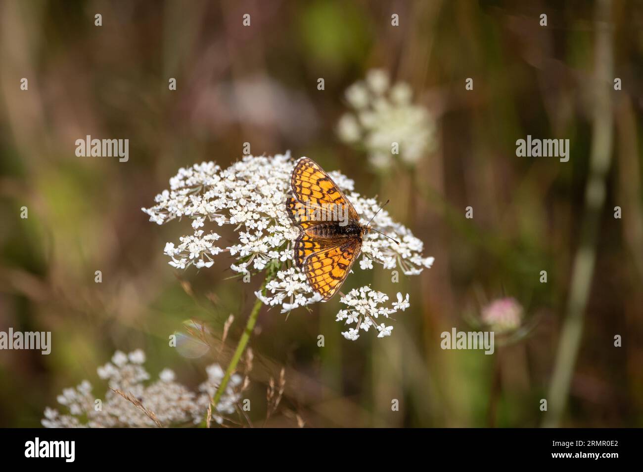 A Heath Fritillary (Melitaea athalia) settled on white flower. Stock Photo