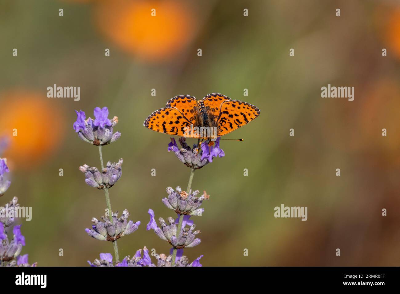 A Spotted fritillary (Melitaea didyma) butterfly on Lavender flower with blurred background. Stock Photo