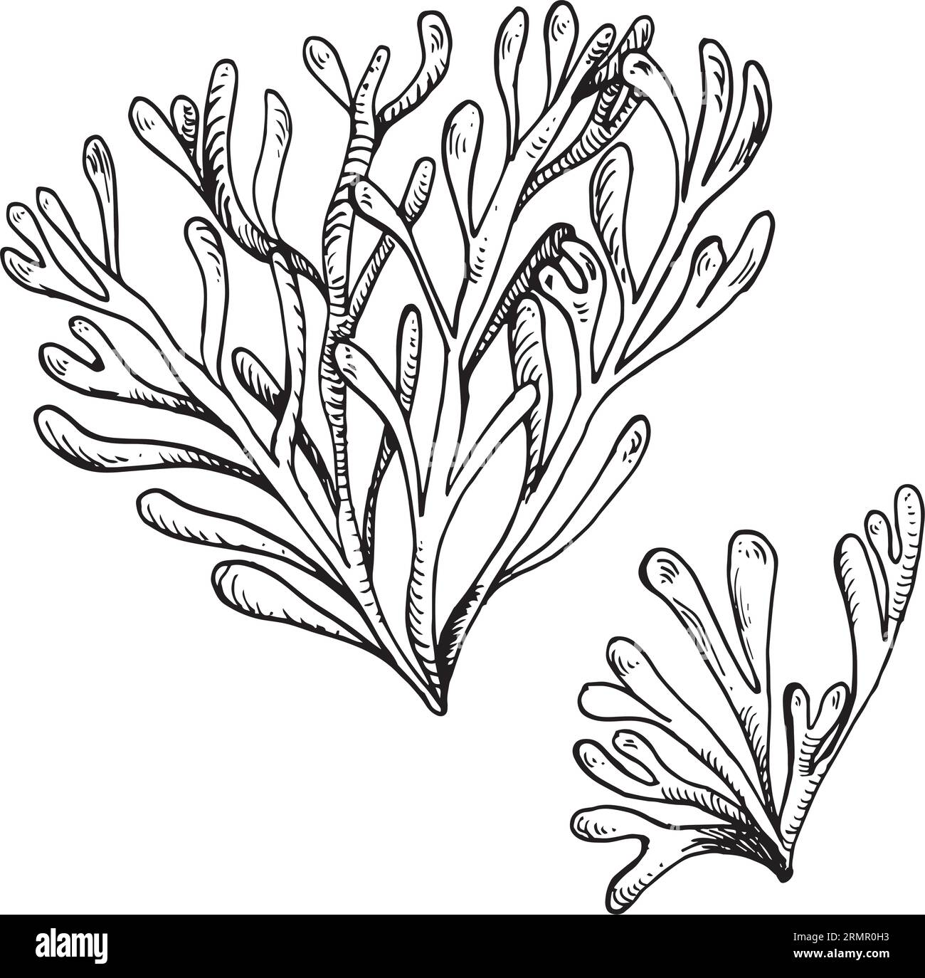 Sea plant ink hand drawn illustration isolated on white background. Single pink agar agar seaweed, phyllophora black white line vector. Design element Stock Vector