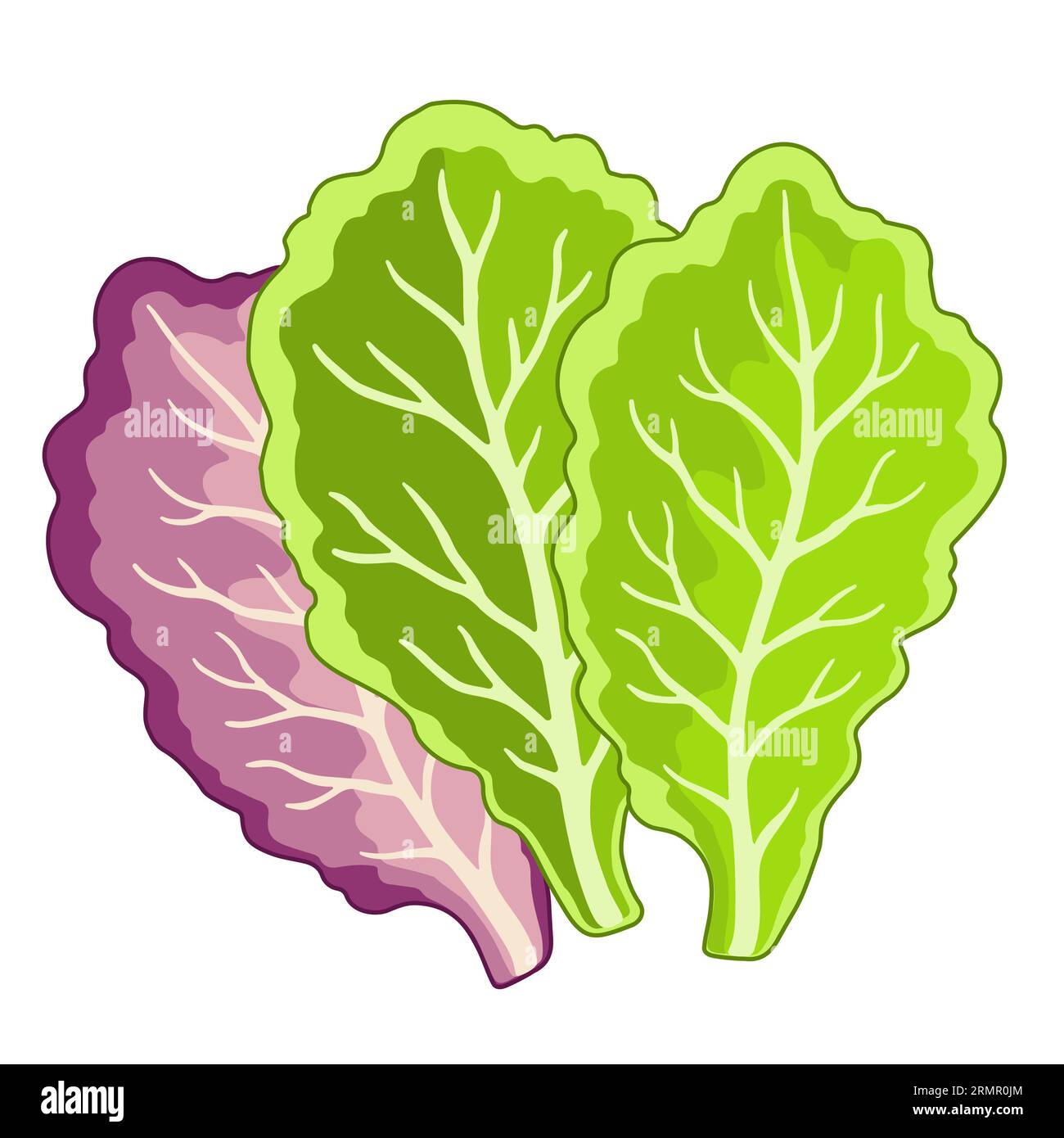 Vector Illustration of lettuce leaves in a flat style Stock Vector