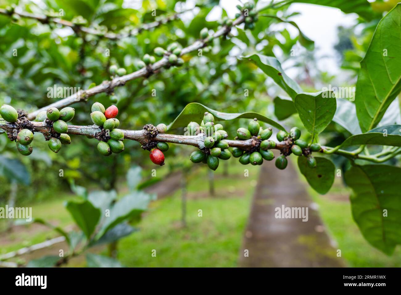 Coffee Plants on trees close-up, coffee crop berries for harvest in ...