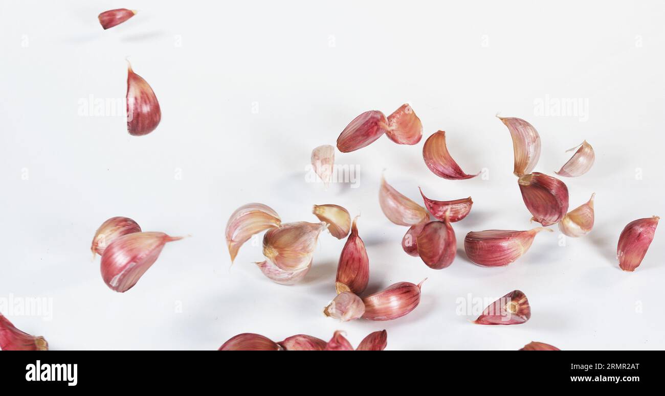 Garlic, allium savitum, Falling against White Background Stock Photo ...