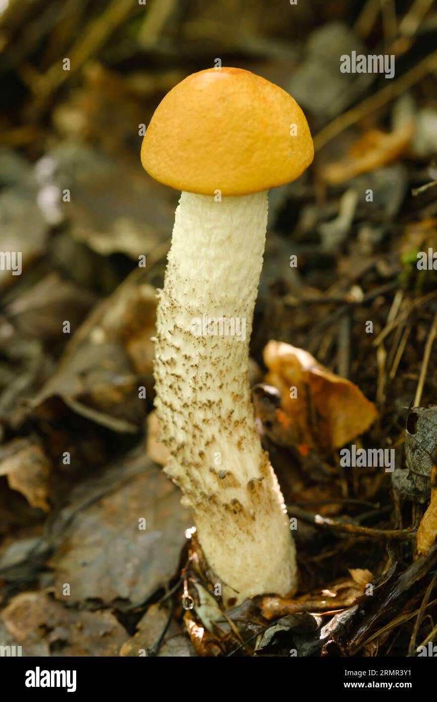 An edible aspen mushroom growing in the forest. Mushrooms in the forest