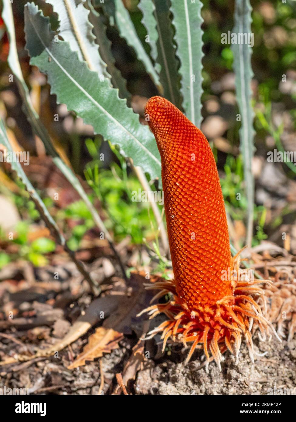 Banksia blechnifolia is a species of flowering plant in the genus Banksia found in Western Australia. Stock Photo