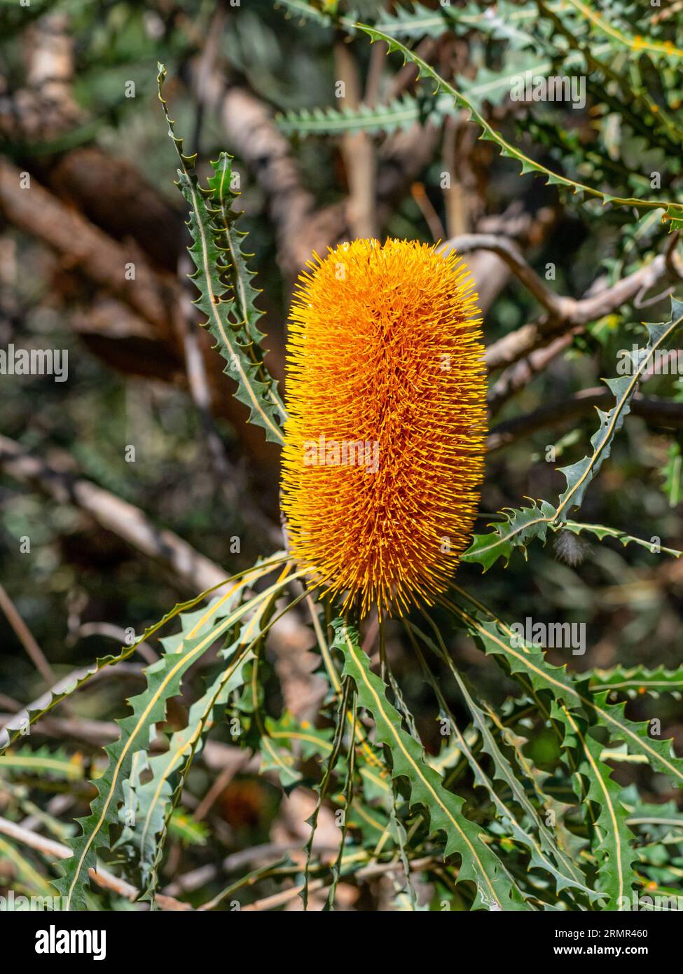 Banksia ashbyi, commonly known as Ashby's banksia, is a species of shrub or small tree that is endemic to Western Australia. Stock Photo
