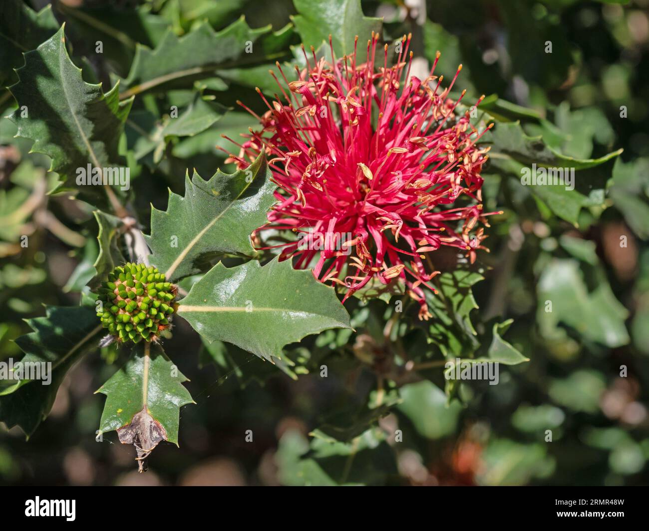 Banksia ilicifolia, commonly known as holly-leaved banksia, is a tree in the family Proteaceae. It is endemic to southwest Western Australia. Stock Photo