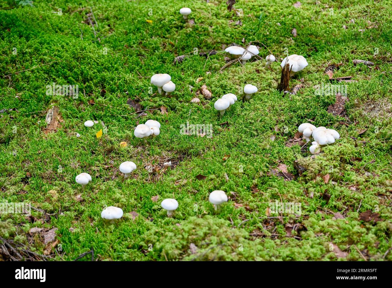 Wet forest floor hi-res stock photography and images - Alamy