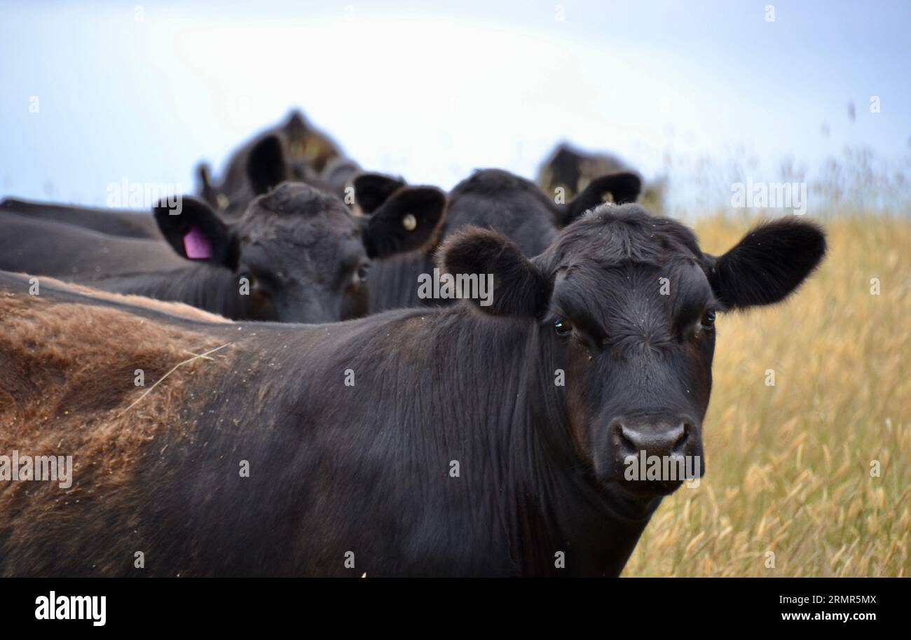 Herd of black angus livestock cattle or cows in a paddock of dry grass looking directly at the camera with black ears, nose and eyes are very cute Stock Photo