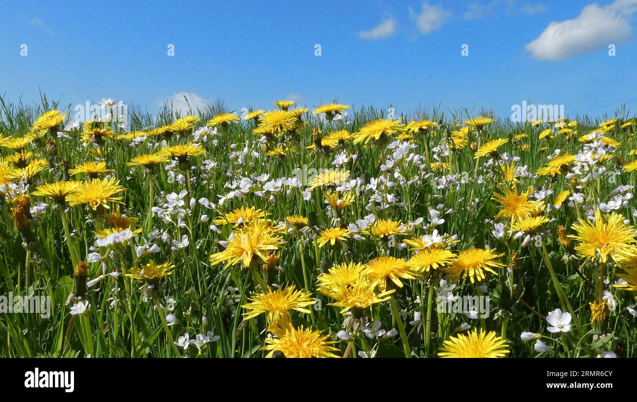 A grass field with cuckoo flowers and common dandelions against a blue