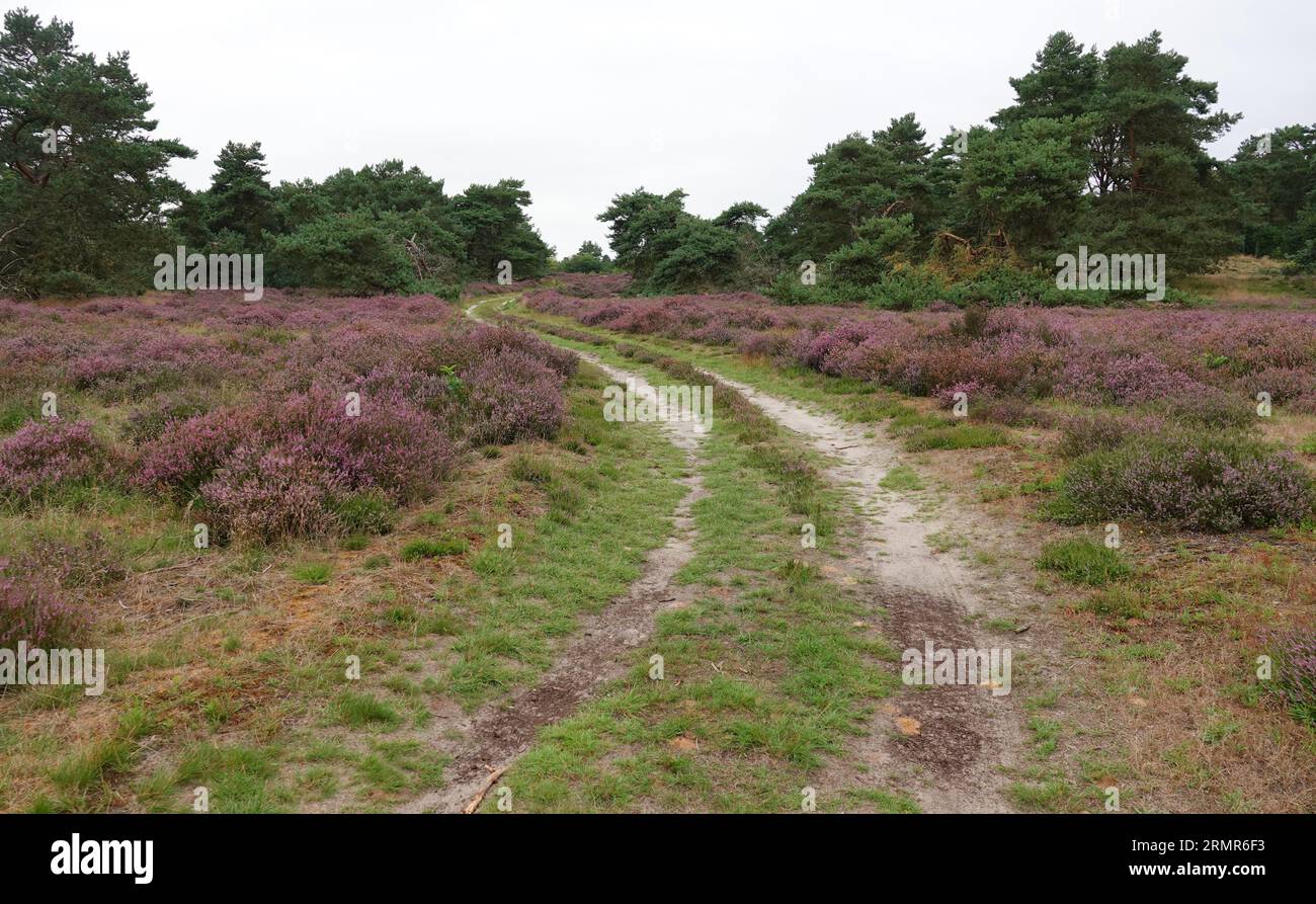 Sandy path that winds through a heathland. It's august. The heath is blooming Stock Photo