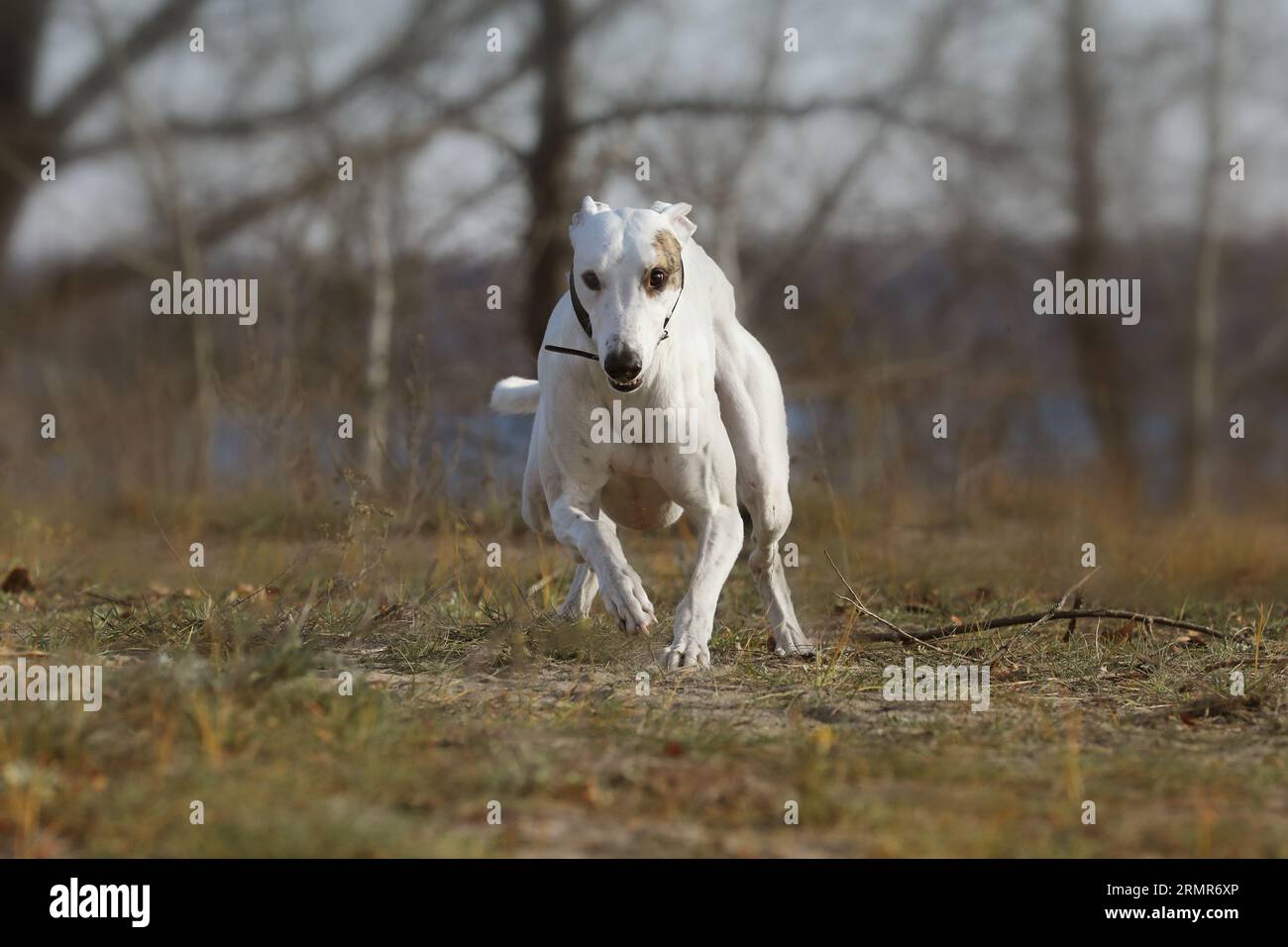 active greyhounds outdoor during the coursing sport competitions Stock Photo