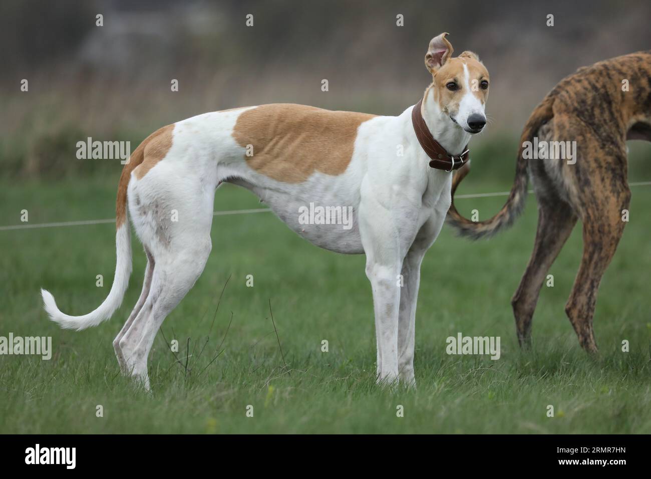 Cute greyhound dog outdoor. Greyhound in nature background Stock Photo