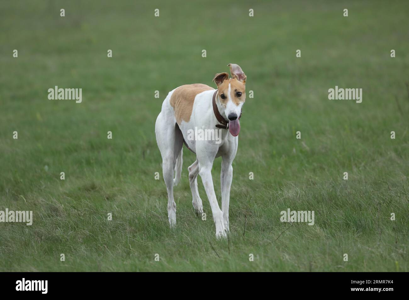Cute greyhound dog outdoor. Greyhound in nature background Stock Photo