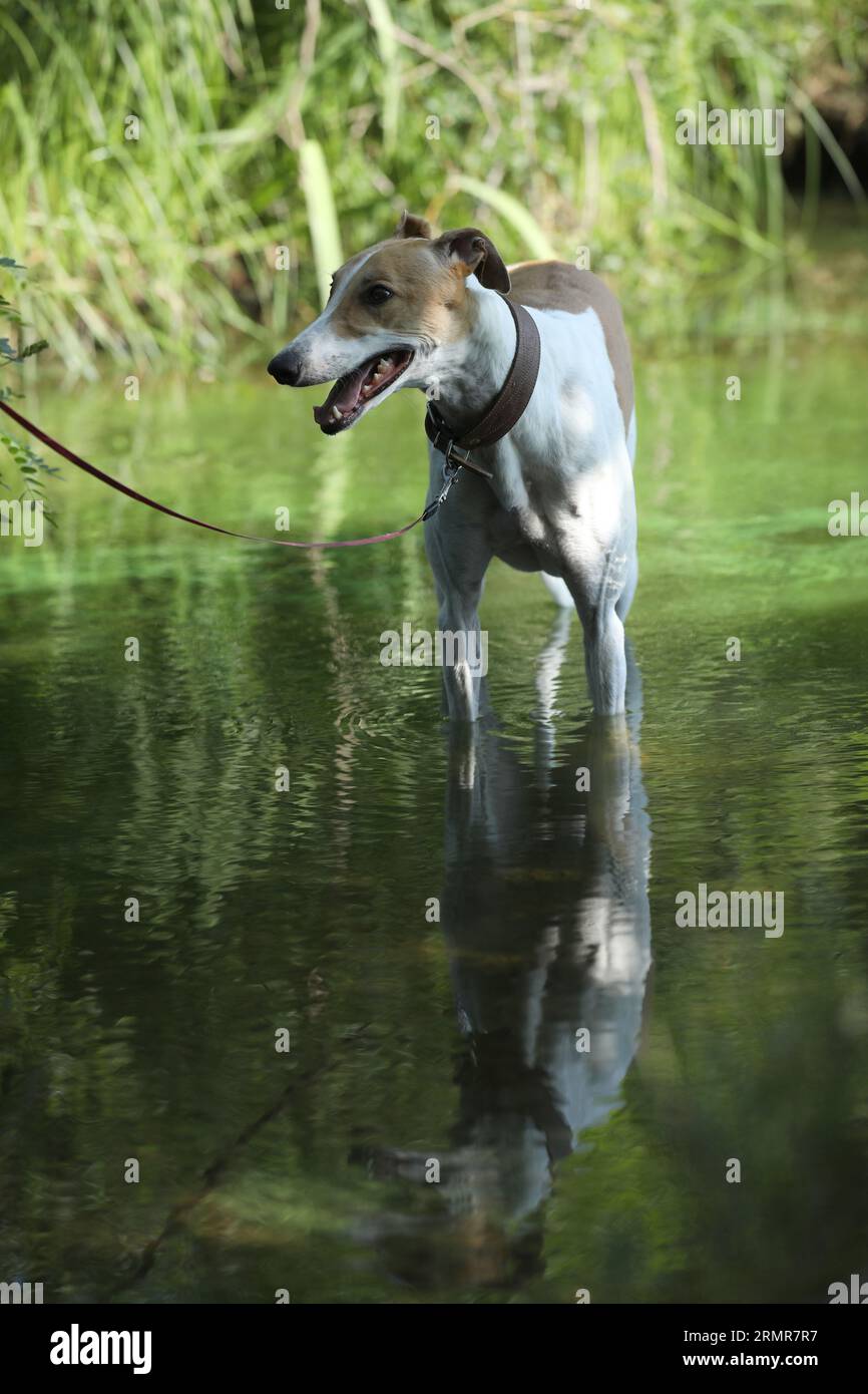 Whippet nature clearance