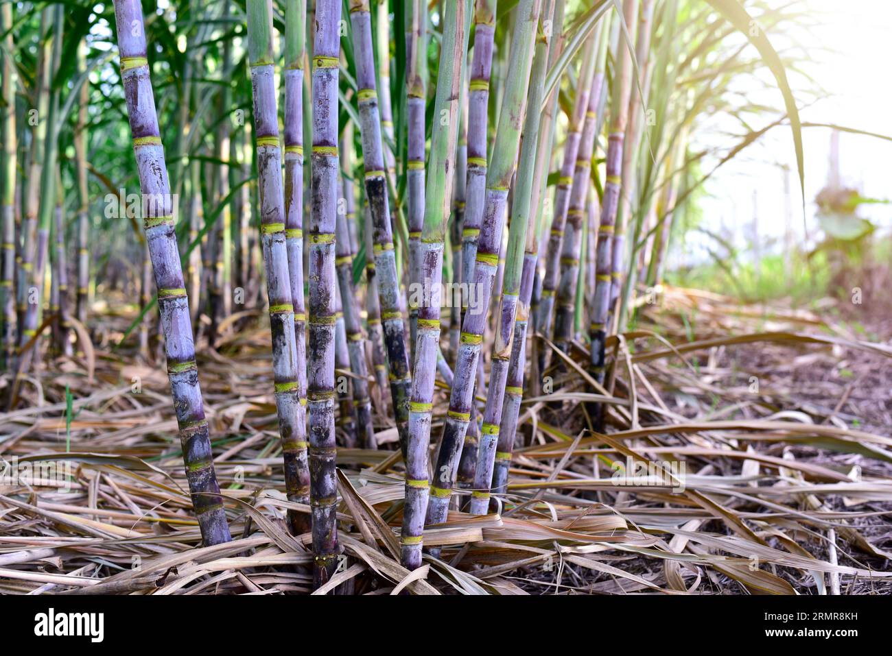 Sugar cane stalks with sugar cane plantation background. sugarcane