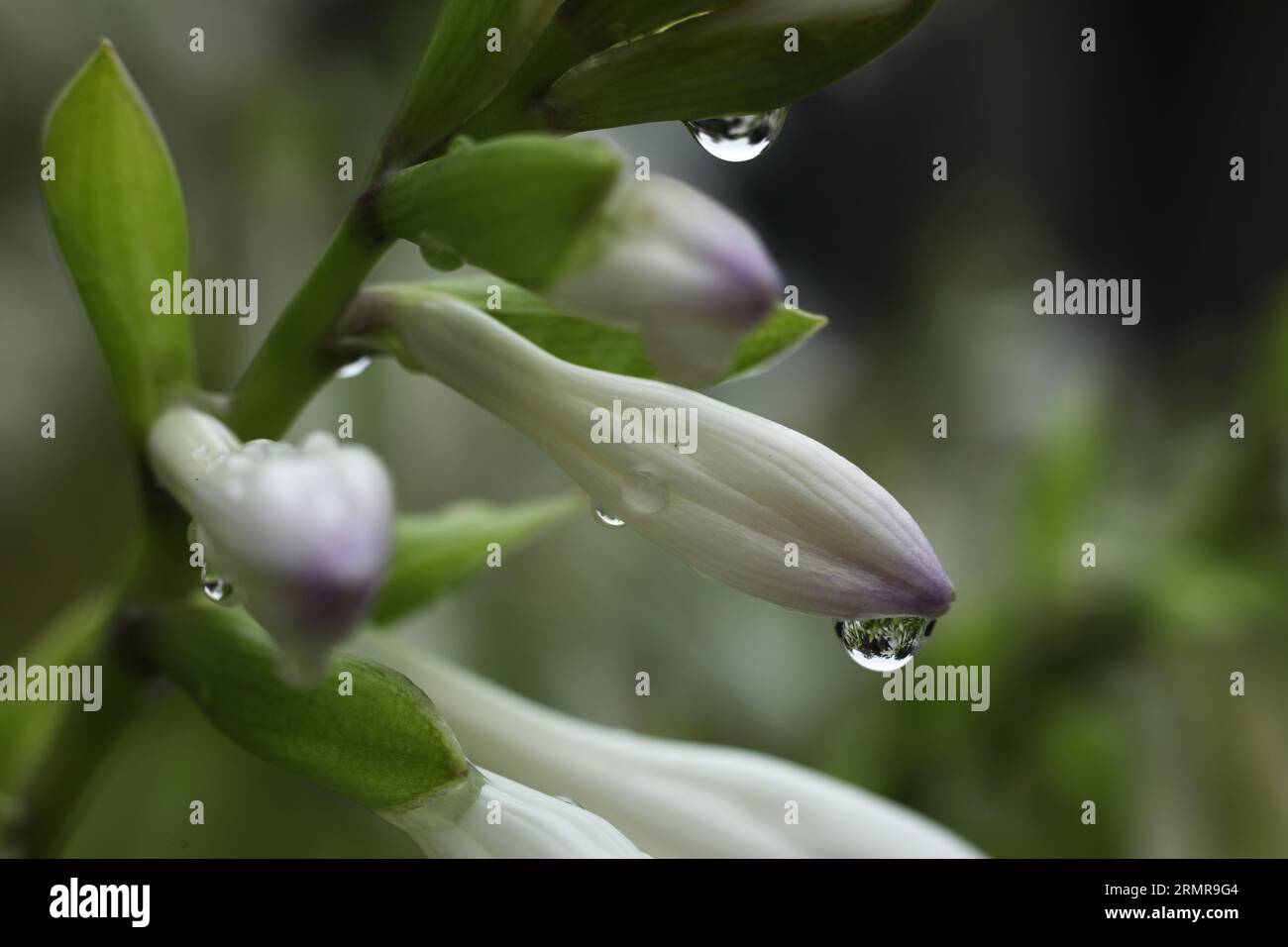 a close up of Hosta capitata blossom covered in rain drops Stock Photo